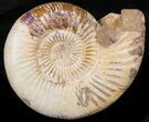 Perisphinctes Ammonite - Jurassic #38024-1